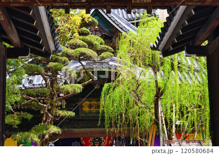 京都 紫雲山頂法寺 六角堂（京都市中京区） 120580684