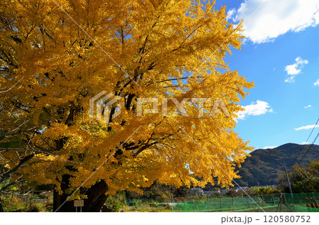 埼玉県皆野町国神 金色に輝く姫イチョウ 埼玉県皆野町国神 金色に輝く姫イチョウ 120580752