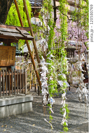 京都　紫雲山頂法寺　六角堂　六角柳と美しい枝垂れ桜（京都市中京区） 120580769