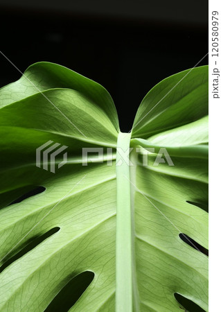 切れ込みの深いモンステラの葉 切れ込みの深いモンステラの葉 120580979