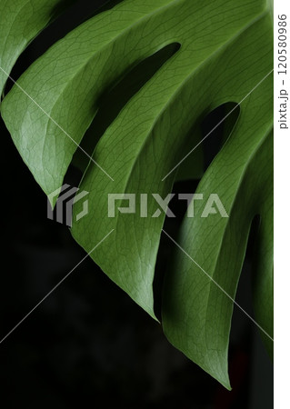 切れ込みの深いモンステラの葉 120580986