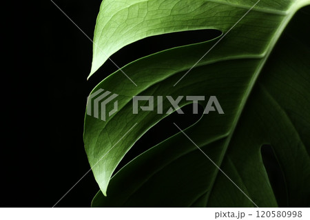 切れ込みの深いモンステラの葉 120580998
