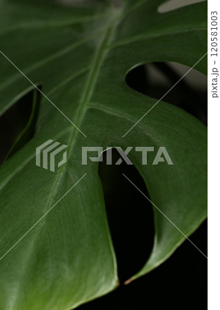 切れ込みの深いモンステラの葉 切れ込みの深いモンステラの葉 120581003