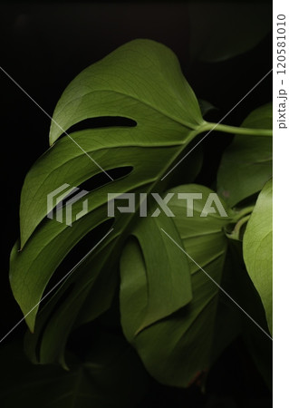 切れ込みの深いモンステラの葉 切れ込みの深いモンステラの葉 120581010