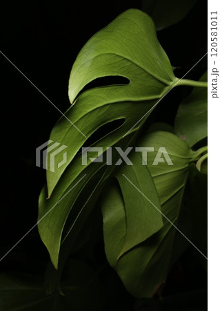 切れ込みの深いモンステラの葉 120581011