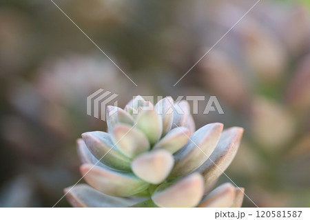 多肉植物の寄せ植え 120581587