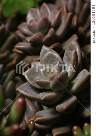 多肉植物の寄せ植え 多肉植物の寄せ植え 120581591