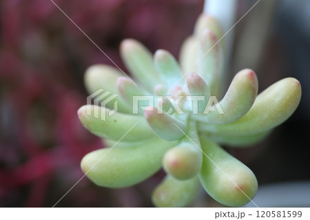 多肉植物の寄せ植え 多肉植物の寄せ植え 120581599