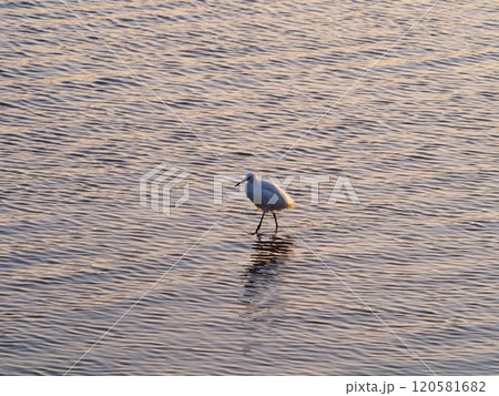 荒川の岸辺で獲物を狙うコサギ 荒川の岸辺で獲物を狙うコサギ 120581682