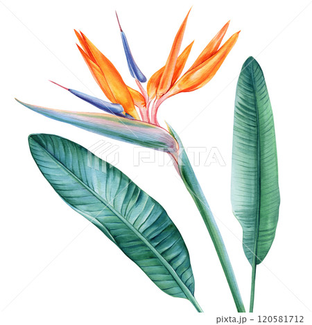 bird of paradise. vibrant tropical watercolor illustrations. Exotic flower, green foliage for artistic, decorative uses bird of paradise. vibrant tropical watercolor illustrations. Exotic flower, green foliage for artistic, decorative uses 120581712