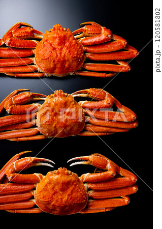 ズワイガニ　黒背景 120581802