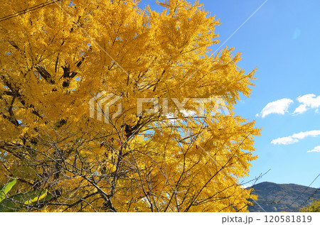 埼玉県皆野町国神 金色に輝く姫イチョウ 埼玉県皆野町国神 金色に輝く姫イチョウ 120581819