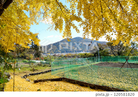 埼玉県皆野町国神 金色に輝く姫イチョウ 埼玉県皆野町国神 金色に輝く姫イチョウ 120581820