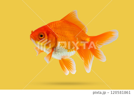 Oranda goldfish isolated on yellow background close up Oranda goldfish isolated on yellow background close up 120581861