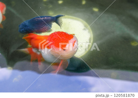 Goldfish in aquarium fish pond close up Goldfish in aquarium fish pond close up 120581870