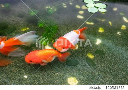 Goldfish in aquarium fish pond close up 120581883