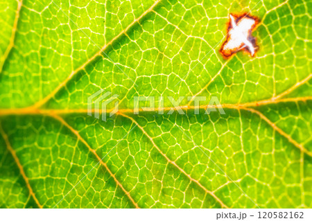 Green leaf texture surface background close up Green leaf texture surface background close up 120582162