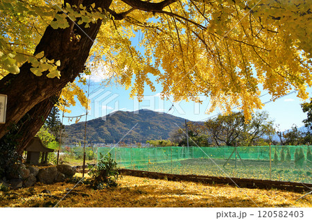 埼玉県皆野町国神　金色に輝く姫イチョウ 120582403