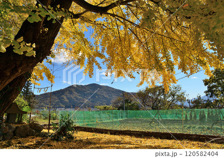 埼玉県皆野町国神　金色に輝く姫イチョウ 120582404