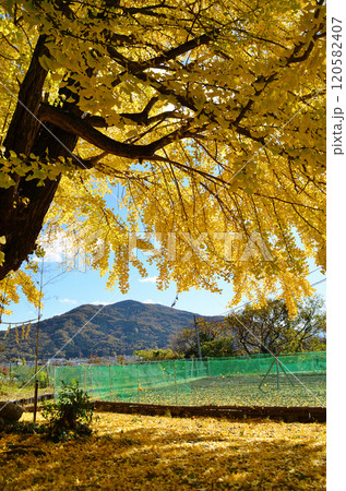 埼玉県皆野町国神　金色に輝く姫イチョウ 120582407