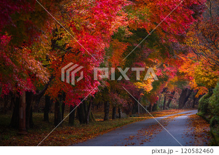 Autumn in Korea, Colorful autumn with beautiful maple leaf at Naejangsan national park, South Korea. 120582460