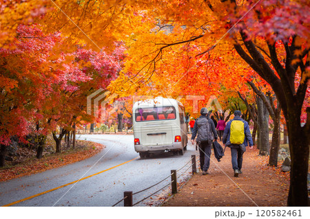 Autumn in Korea, Colorful autumn with beautiful maple leaf at Naejangsan national park, South Korea. 120582461