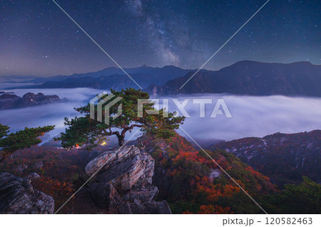 Autumn in Korea, Pine trees towering on the rocks atop Jebibong. at night, a sea of mist flows through the river in the valley In the autumn of Waraksan Mountain National Park, South Korea. Autumn in Korea, Pine trees towering on the rocks atop Jebibong. at night, a sea of mist flows through the river in the valley In the autumn of Waraksan Mountain National Park, South Korea. 120582463