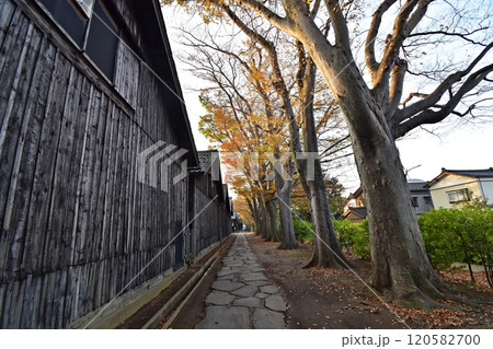 早朝の山居倉庫と紅葉の時期を迎えた欅並木 早朝の山居倉庫と紅葉の時期を迎えた欅並木 120582700