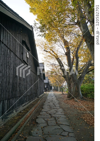 早朝の山居倉庫と紅葉の時期を迎えた欅並木 早朝の山居倉庫と紅葉の時期を迎えた欅並木 120582701