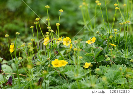 高山に咲く黄色い花 120582830