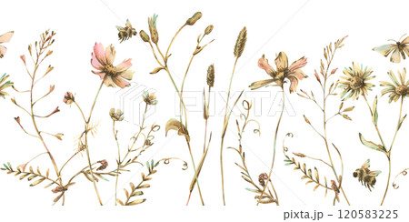 Field, meadow, wild flowers and herbs cosmos, chamomile, clover and insects. Watercolor illustration hand drawn in beige, brown and ocher colors. Seamless border isolated from the background 120583225