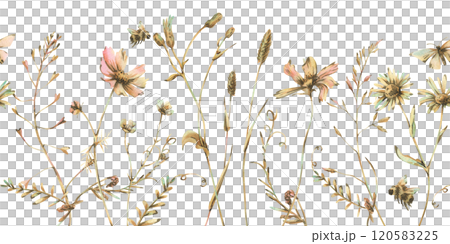 Field, meadow, wild flowers and herbs cosmos, chamomile, clover and insects. Watercolor illustration hand drawn in beige, brown and ocher colors. Seamless border isolated from the background 120583225