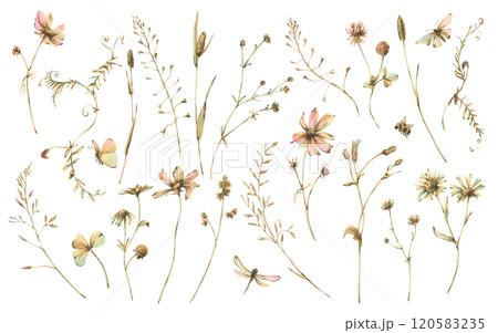 Field, meadow, wild flowers and herbs cosmos, chamomile, clover and insects. Watercolor illustration hand-drawn in beige, brown and ocher colors. Set of elements isolated from the background 120583235