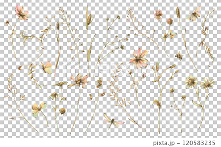Field, meadow, wild flowers and herbs cosmos, chamomile, clover and insects. Watercolor illustration hand-drawn in beige, brown and ocher colors. Set of elements isolated from the background 120583235