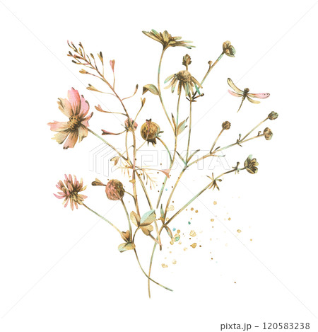 Field, meadow, wild flowers and herbs chamomile, cosmos, buttercups with a dragonfly. Watercolor illustration hand-drawn in beige, brown and ocher colors. Bouquet isolated from the background. 120583238