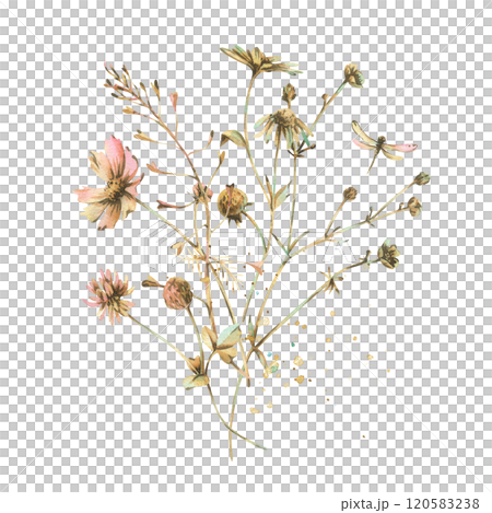 Field, meadow, wild flowers and herbs chamomile, cosmos, buttercups with a dragonfly. Watercolor illustration hand-drawn in beige, brown and ocher colors. Bouquet isolated from the background. 120583238