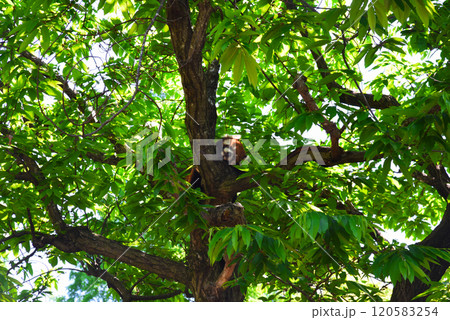 木の上で寝るレッサーパンダ よこはま動物園ズーラシア 木の上で寝るレッサーパンダ よこはま動物園ズーラシア 120583254