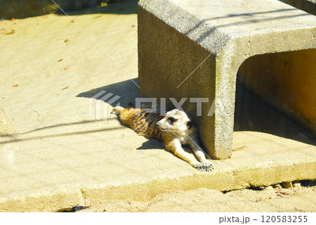 ミーアキャット　よこはま動物園ズーラシア 120583255