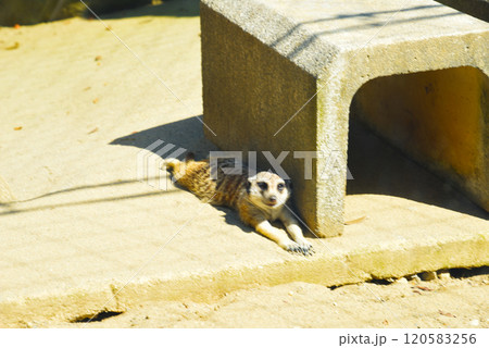ミーアキャット よこはま動物園ズーラシア ミーアキャット よこはま動物園ズーラシア 120583256