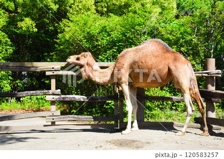 ヒトコブラクダ よこはま動物園ズーラシア ヒトコブラクダ よこはま動物園ズーラシア 120583257