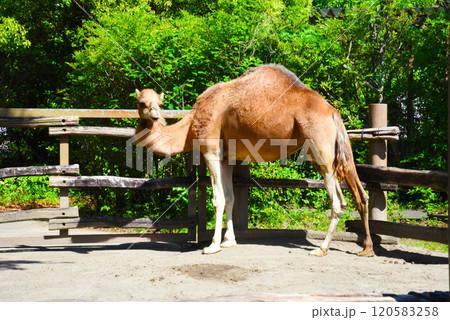 ヒトコブラクダ よこはま動物園ズーラシア ヒトコブラクダ よこはま動物園ズーラシア 120583258