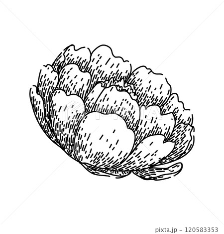 flower peony sketch hand drawn vector 120583353