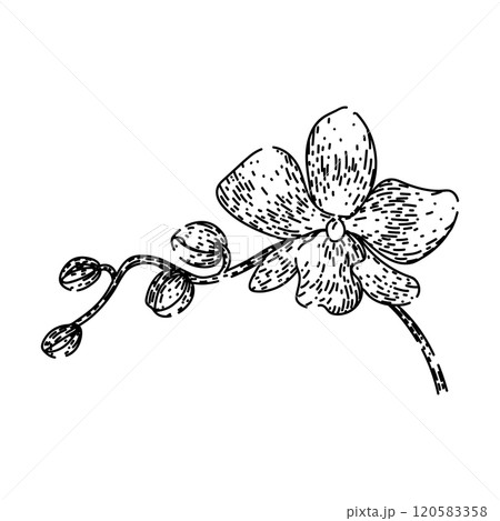 cymbidium orchid sketch hand drawn vector 120583358