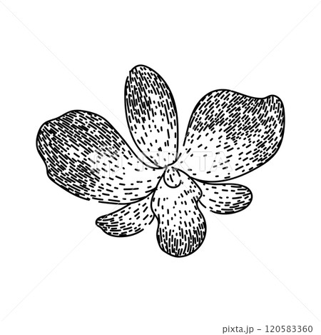 vanda orchid sketch hand drawn vector vanda orchid sketch hand drawn vector 120583360
