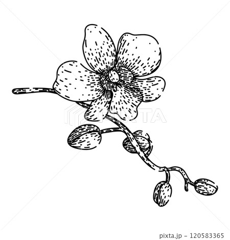 cattleya orchid sketch hand drawn vector cattleya orchid sketch hand drawn vector 120583365