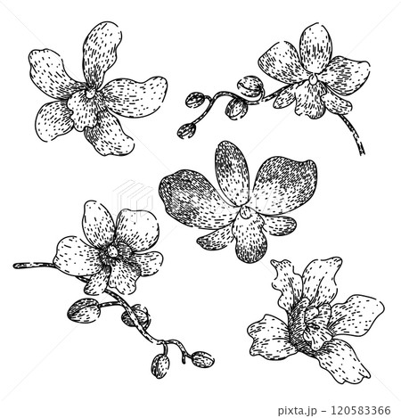 orchid set sketch hand drawn vector 120583366
