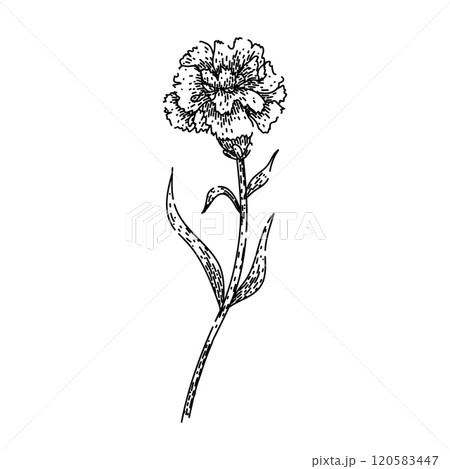 fragrance carnation sketch hand drawn vector 120583447