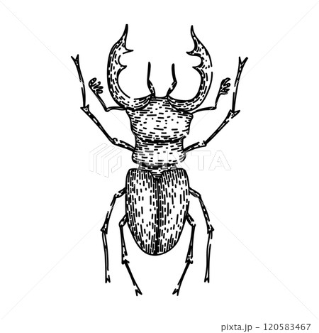 elytra beetle sketch hand drawn vector 120583467