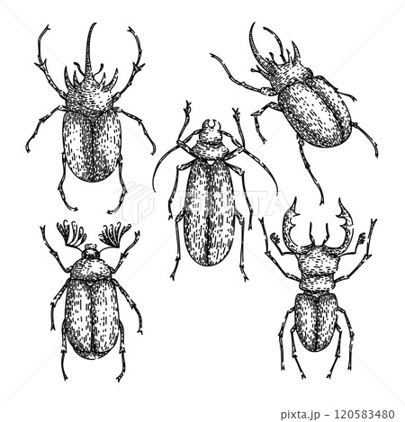 beetle set sketch hand drawn vector 120583480