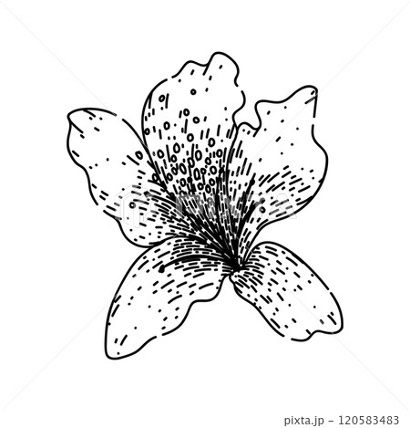 shrub azalea sketch hand drawn vector shrub azalea sketch hand drawn vector 120583483